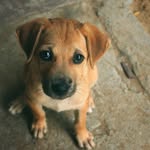 Jamison Stamps and Edward Currie - @doglivesmatterbgb - Instagram