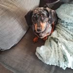 Archie Edward I Mini Dachshund - @archie.edward.minidach - Instagram