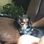@edward.the.dachshund - Instagram
