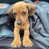 edward_dachshund1 ❤️ - @edward_dachshund1 - TikTok