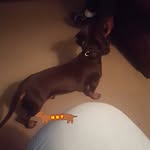 Edward - @edward_dachshund - Instagram