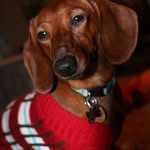 @edward_the_dachshund - Instagram