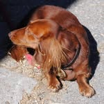 Edward Vincent Wolfe Embly - @edward.dachshund - Instagram