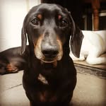 Edwardthedachshund - @edwardthedachshund - Instagram
