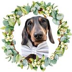 King Edward 1 (Longshanks) - @edwardlongshanks_minidachshund - Instagram