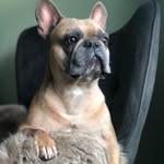 X- Edward vom Dachsberg - @edwardvomdachsberg - Instagram