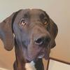 Edward the derpy dane - @derpydaneedward - TikTok
