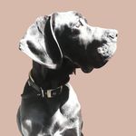 Edward.the.great.dane 🐾 - @edward.the.great.dane - Instagram