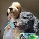 Douglas Edward & Dexter Malone - @douglas_n_dexter - Instagram