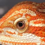 Dragon Edward - @edward__bearded_dragon - Instagram