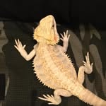 Edward Bearded Dragon - @itsedwardnoteddie - Instagram