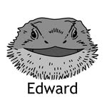 🦎Edward🦎 - @edward_bearded_dragon - Instagram