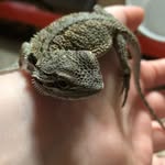 Edward - @edward_the_dragon - Instagram