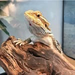 Edward James - @edward_beardie_dragon - Instagram