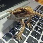 🦎Edward The Beared Dragon🌵 - @eddie_3legs - Instagram