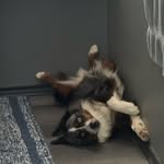 Edward Dunbar - @h_and_e_mini_aussies - Instagram