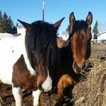Edward Dyck - @horse_guy_19 - Instagram