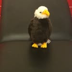 Edward Eagle - @eddieagle2017 - Instagram