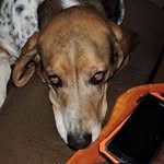 Edward Ferris - @grandrivercanine - Instagram