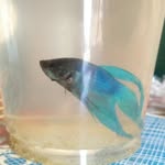 рыбка по имени Эдвард - @_edward_fish_ - Instagram
