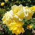King Edward Memorial Garden - Facebook