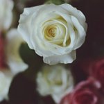 Edward Gardiner - @warmnoticeprecise - Instagram