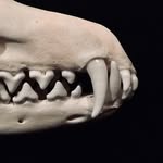 Edward De Geer-Natural History - @edward_de_geer - Instagram