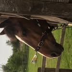 Edward_Solly🐎🌟✨ - @edward.geering - Instagram