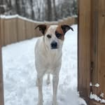 Edward Greenwald 🐕 NYC - @edward_pigeon_patrol - Instagram