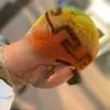 Edwardklipperhands - @edwardklipperhandss - TikTok