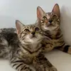 Edward & Hannah - @edwardehannah - TikTok