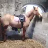 Edward Healy - @chelseydahorse - TikTok