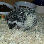 Edward - @edward_the_hedgehog - Instagram