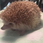 Edward the Hedgehog - @edward_hedgehog - Instagram