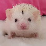 sam brand - @edward_the_island_hedgehog - Instagram