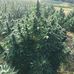 Prince Edward Island Hemp Growers Association - Facebook