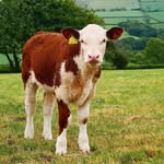 Lewys Edwards - @blaendolau_herefords - Instagram