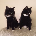edward & hermes & artemis - @_threetuxedocats_ - Instagram