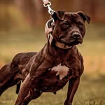 Edward Hoffman - @fighting_tests_for_dogs - Instagram