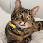 Sir Edward Hopper, the Dapper Cat - @edwardthedappercat - Instagram