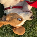 THE BLUE EYED BEAGLE - @edward.jindal - Instagram