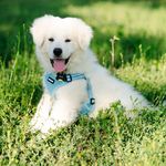 Brady Thomas Edward Patrick Kempf 🏈🐾 - @brady_greatestpyrofalltime_12 - Instagram