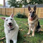 Edward & Klaus - @germanbrosedwardklaus - Instagram