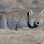 Edward Klimashevskiy - @rimson_wolf - Instagram