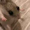 edward_cko - @edward_cko - TikTok