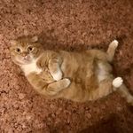 Эдуард🐈 - @edward_kott_tt - Instagram