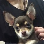 チワワのエド - @edward_kun_dayo - Instagram
