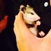 Edward Kunz  the possum - Facebook