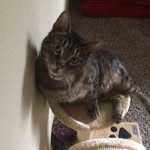 Berkley Edward Kushner - @berkleythecat - Instagram