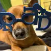 Corgiking - @edwardlarson - TikTok